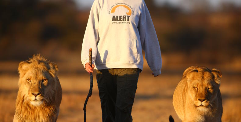 Volunteer with ALERT shirt on Lion Walk